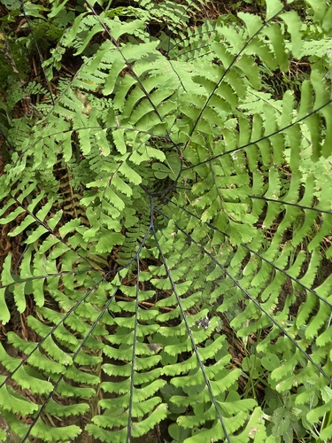 Adiantum aleuticum, photograph 4