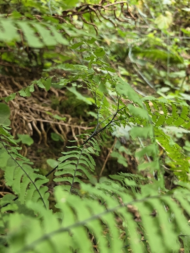 Adiantum aleuticum, photograph 5