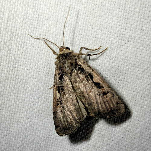 Setaceous Hebrew Character