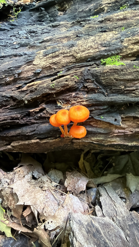 orange mycena