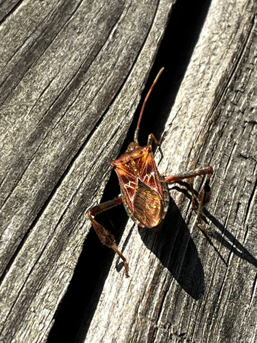 Western Conifer Seed Bug