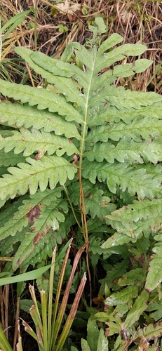 sensitive fern