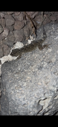 East Canary Wall Gecko