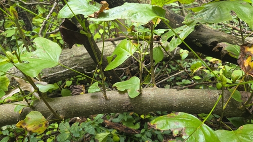 American tuliptree