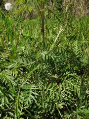 Tanacetum vulgare