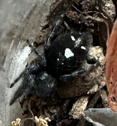 Bold Jumping Spider