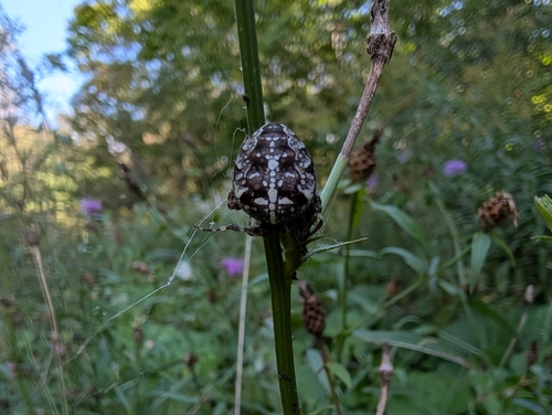Cross Orbweaver