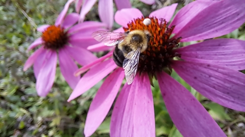 Common Eastern Bumble Bee