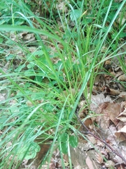 Carex digitata