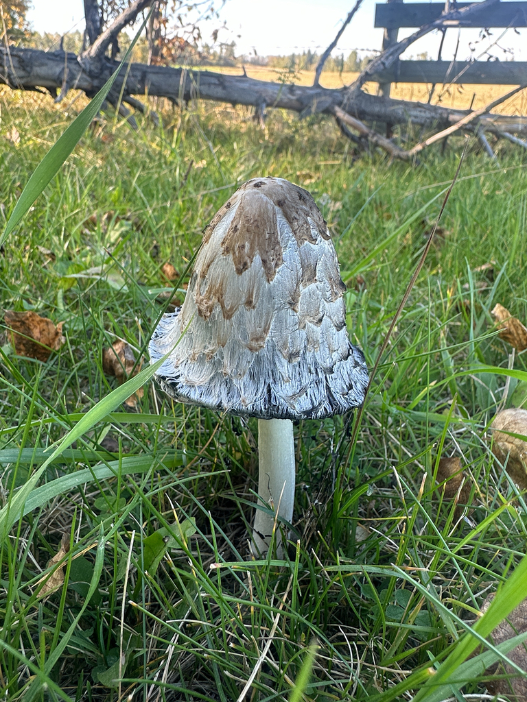 Shaggy Mane · September 2026 · photo: Photo: no rights reserved · iNaturalist