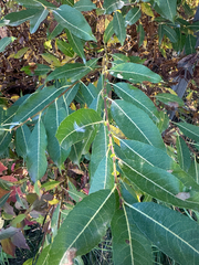 Salix discolor