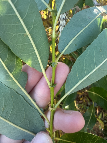 Salix discolor, photograph 3