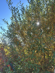 Salix discolor, photograph author not stated, no rights reserved