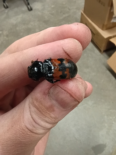 Margined Burying Beetle