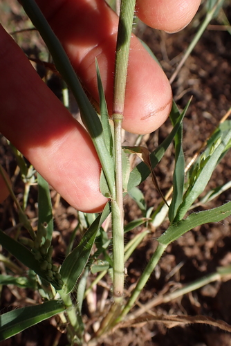 Mexican Panicgrass