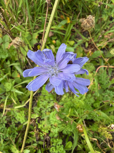 chicory