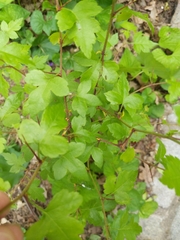 Angiospermae