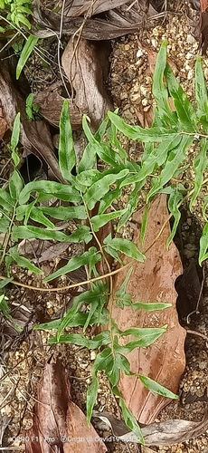 Maidenhair creeper (Lygodium flexuosum)