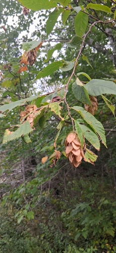 American hophornbeam