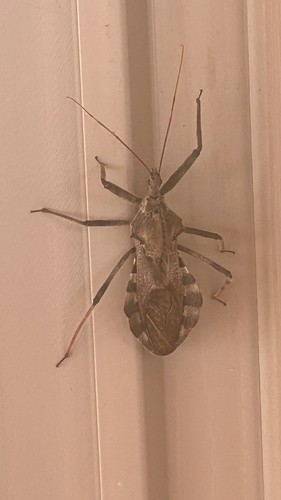 North American Wheel Bug