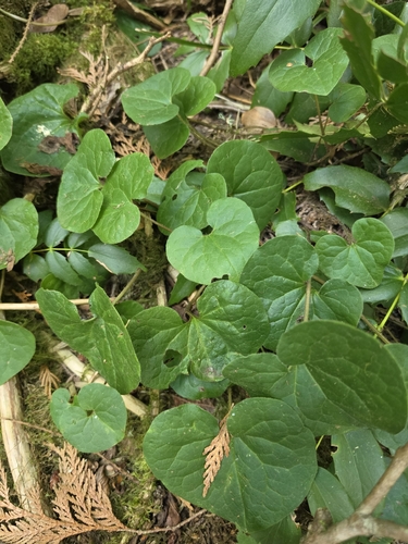 Asarum caudatum, photograph 2