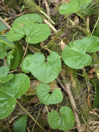 Asarum caudatum, photograph 3