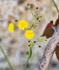 Crepis micrantha