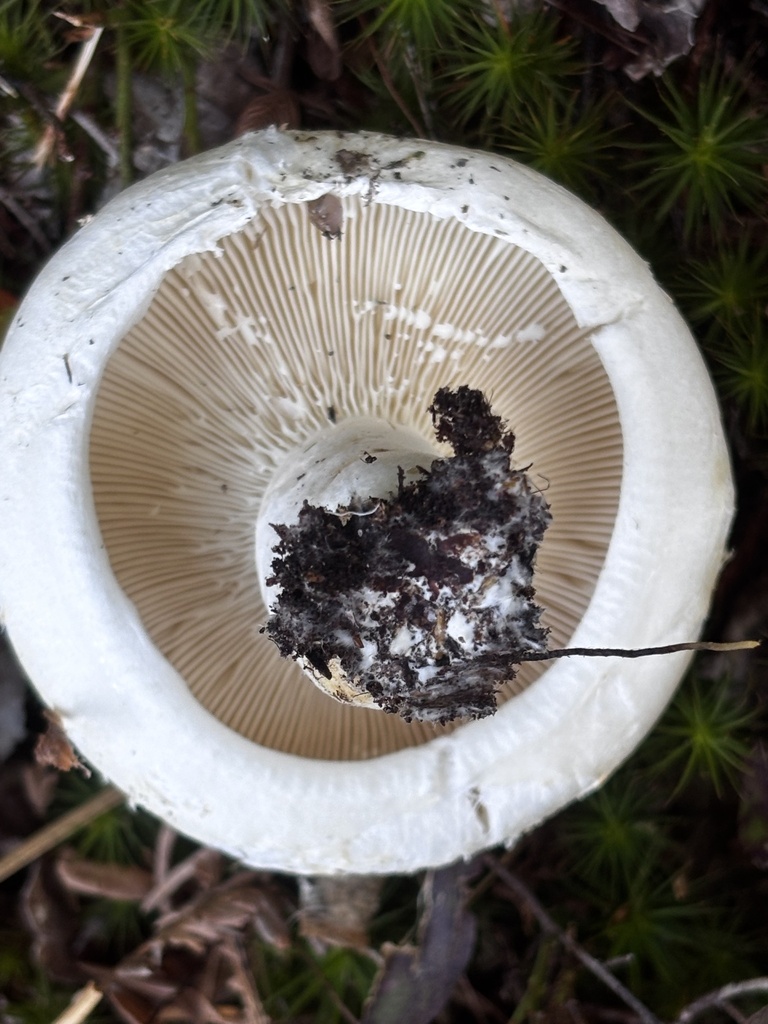 Deceptive Milky · September 2026 · photo: Photo: (c) Dylan Lewis, some rights reserved (CC BY) · iNaturalist
