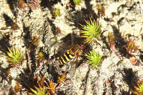 Hairy-eyed Flower Fly