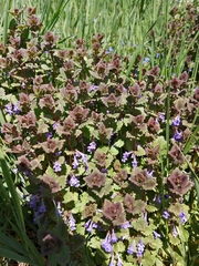 Glechoma hederacea