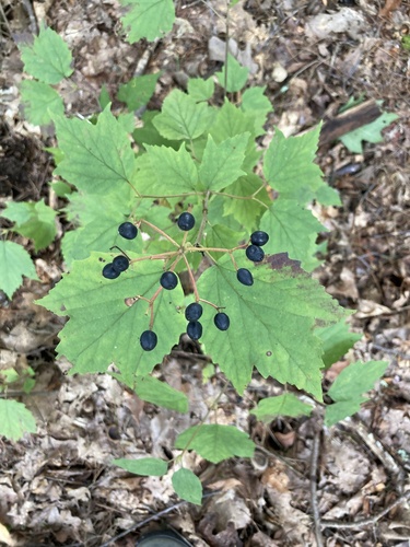 mapleleaf viburnum