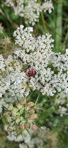 wild carrot