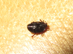 Saprininae