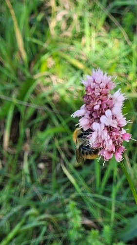 common bistort