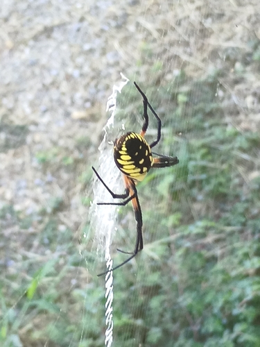 Yellow Garden Spider