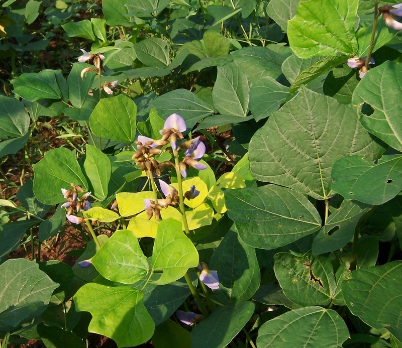 Jicama (Bejucos y plantas trepadoras de Puerto Rico e Islas Vírgenes