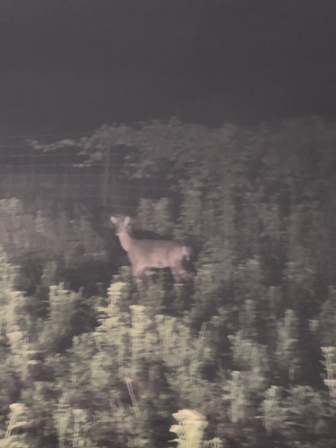 White-tailed Deer