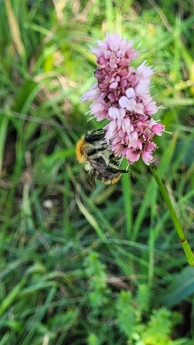 Bistorta officinalis, photograph 5
