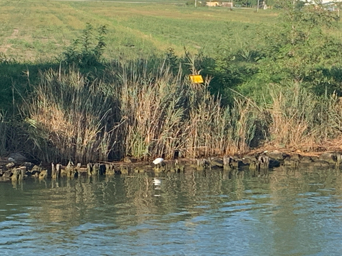 Little Egret