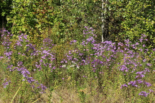 New England aster