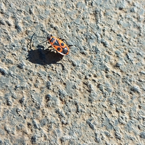 European Firebug