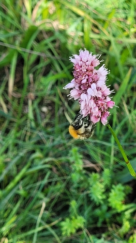 Bistorta officinalis, photograph 6