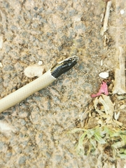 Rhynchocalamus melanocephalus