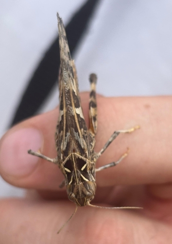 Handsome Cross Grasshopper