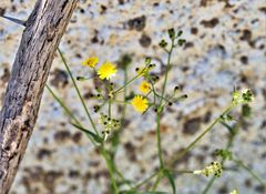Crepis micrantha
