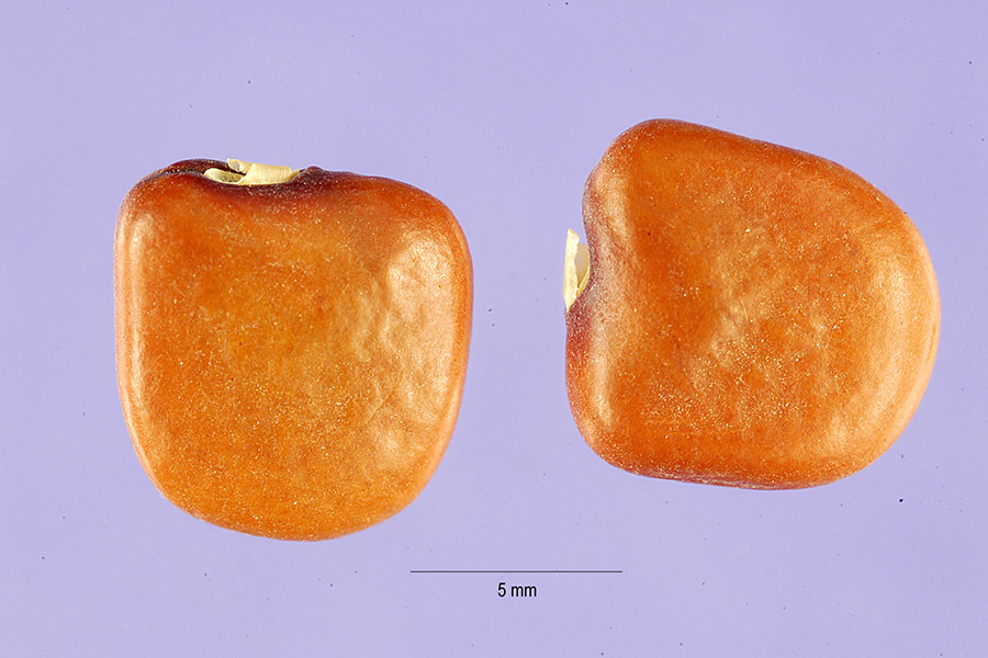 Jicama (Bejucos y plantas trepadoras de Puerto Rico e Islas Vírgenes