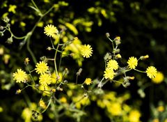 Crepis micrantha