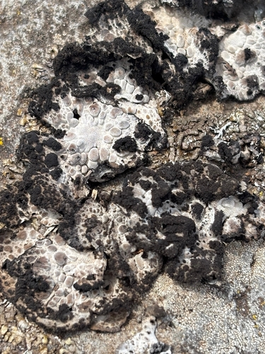 Lasallia pustulata
