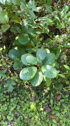 alder buckthorn