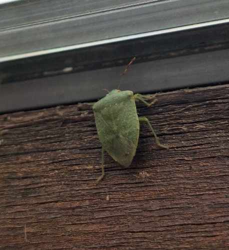 Southern Green Stink Bug